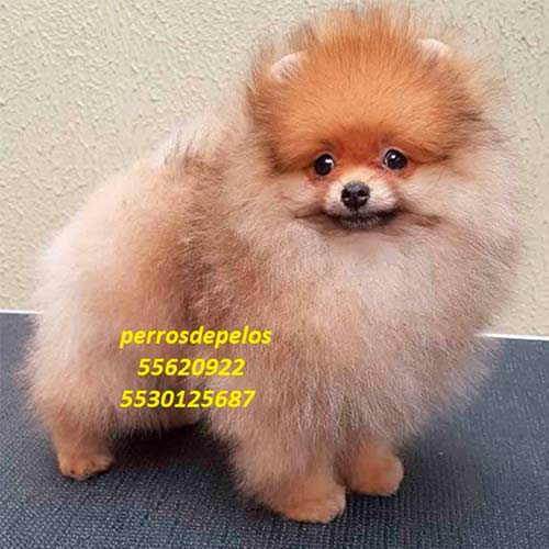 pom1