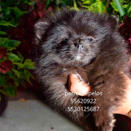 pom2
