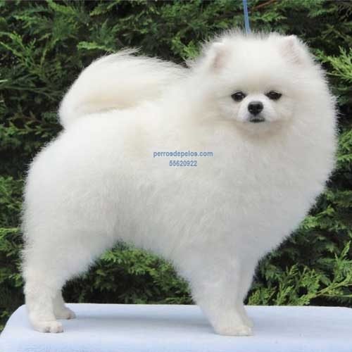pome-macho