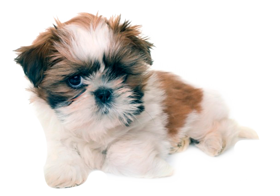 shitzucachorro